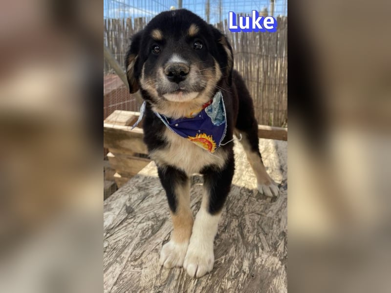 Luke, 02/26 - hübscher Kerl sucht Zuhause