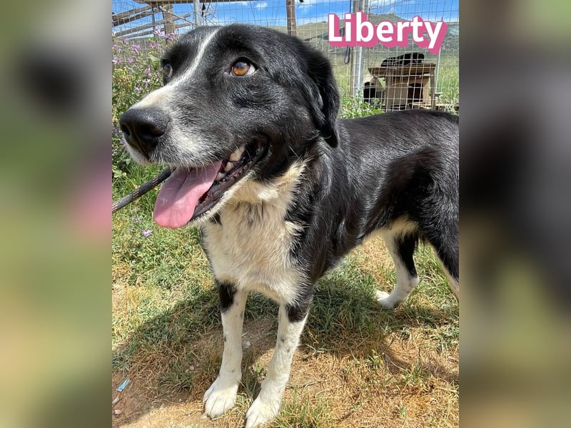 Liberty, 09/21 - treue Hündin sucht ihre Menschen