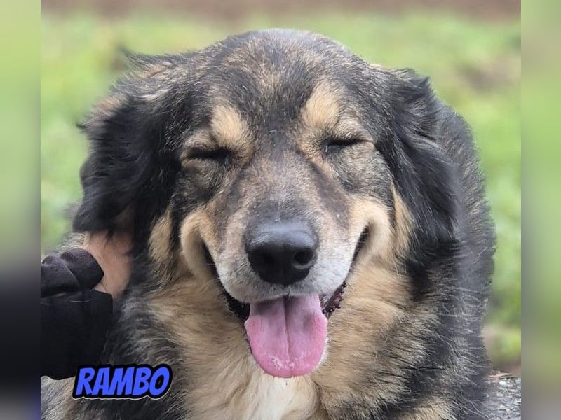 Rambo, 04/22 - ruhiges Bärchen wartet in 91413 Unternesselbach