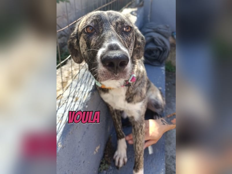 Voula, 10/25 - sanfte Seele sucht Familie