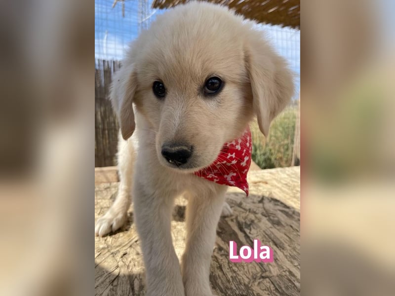 Lola, 02/26 - Wuschelchen sucht Körbchen