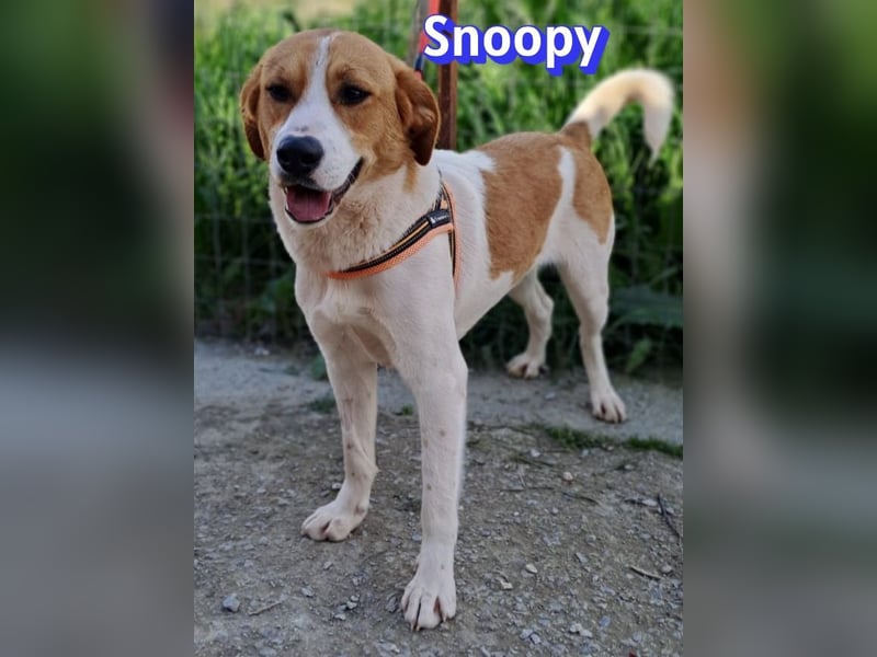 Snoopy, 04/25 - sucht seinen Charlie Brown