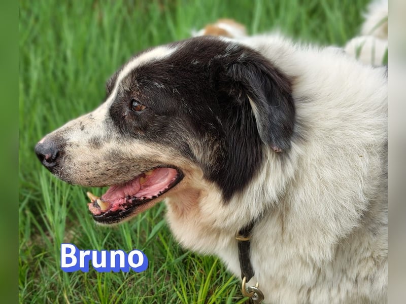 Bruno2, 10/17 - gemütlicher Senior wartet in 86685 Huisheim