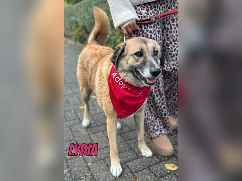 Lydia, 05/23 - tolle Familienhündin wartet in 64756 Mossautal