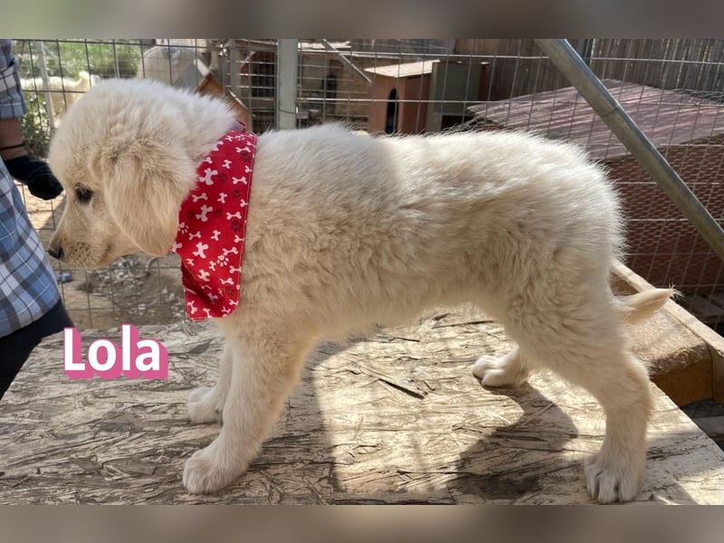 Lola, 02/26 - Wuschelchen sucht Körbchen