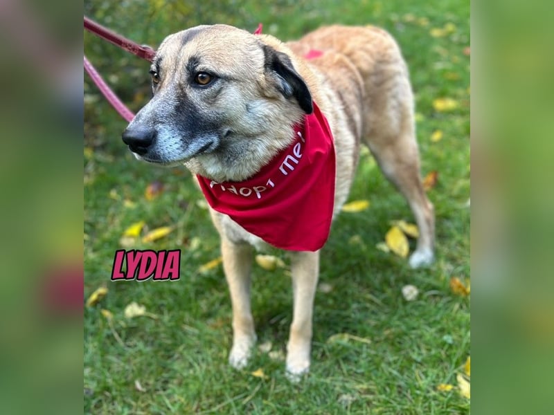 Lydia, 05/23 - tolle Familienhündin wartet in 64756 Mossautal