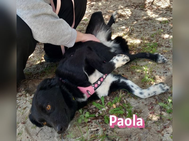 Paola - Ein Hund für Strandspaziergänge