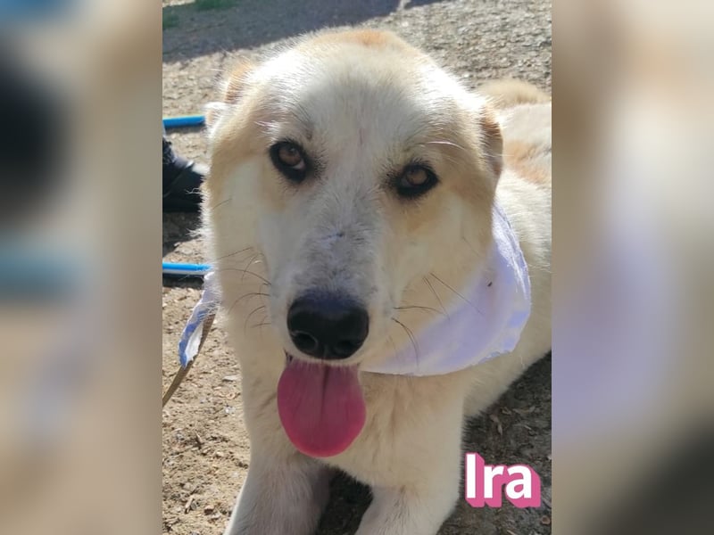Ira – tapfere kleine Kämpferin sucht ihr Zuhause