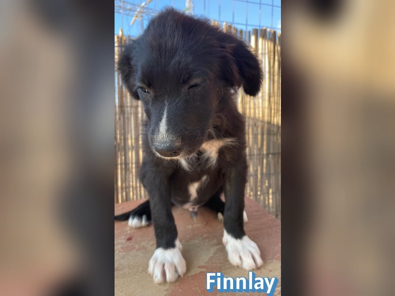 Finnlay, 05/26 - Schwarzköpfchen sucht Familie