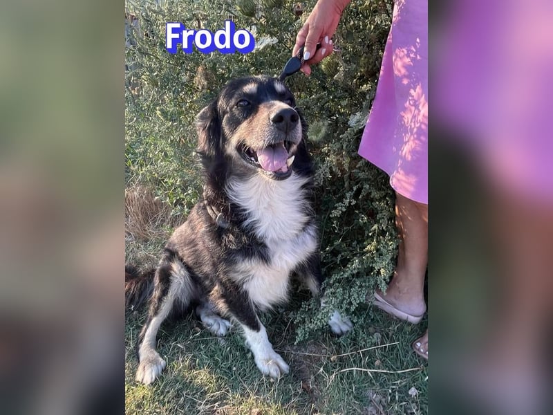 Frodo, 01/24 - Lebensfreude auf 4 Pfoten