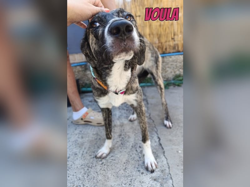 Voula, 10/25 - sanfte Seele sucht Familie