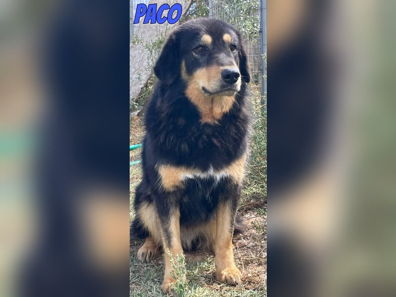 Paco, 10/22 - hübscher Rüde sucht 2te Chance