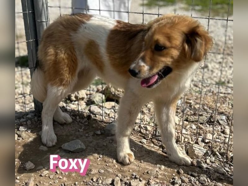 Foxy - verschmust, verspielt, anhänglich