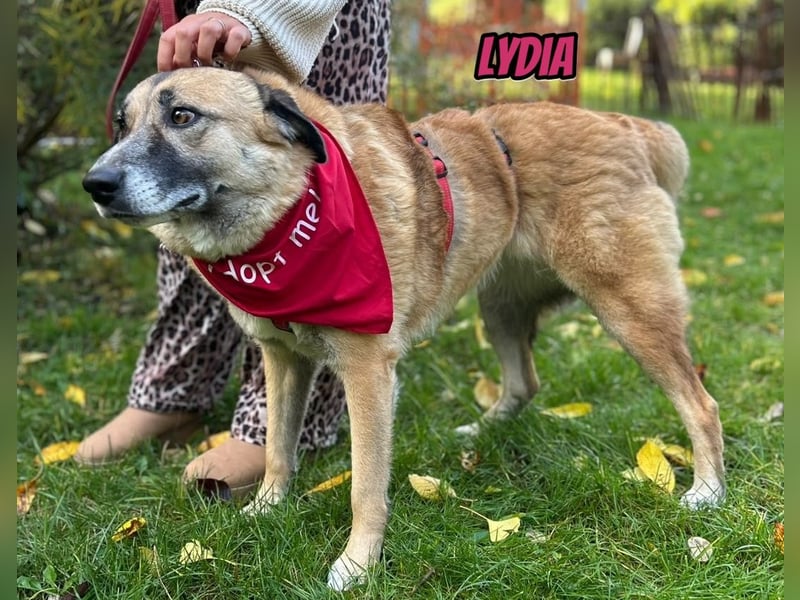 Lydia, 05/23 - tolle Familienhündin wartet in 64756 Mossautal