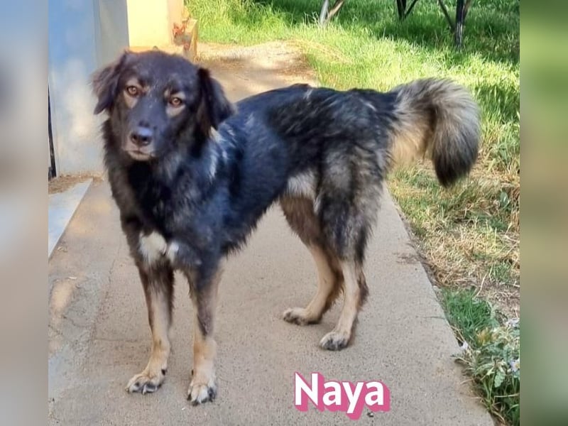 Naya, 11/24 - sportlicher Wuschel sucht Familie