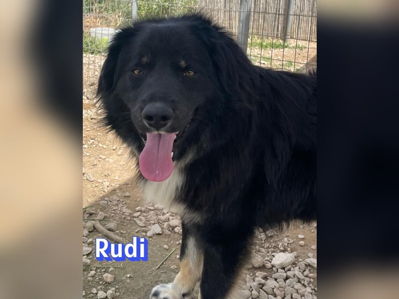 Rudi, 02/24 - liebevoller Wuschel sucht Familie