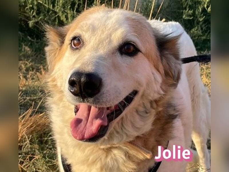 Jolie, 08/24 - süßes Mädel wartet auf ihre Menschen