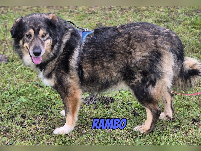 Rambo, 04/22 - ruhiges Bärchen wartet in 91413 Unternesselbach