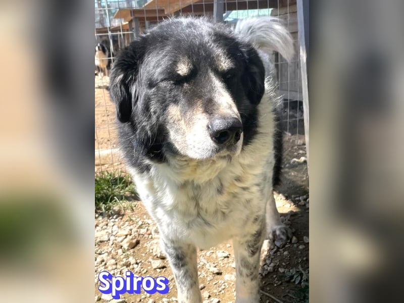 Spiros, 01/23 - wuscheliger, schlauer Gefährte sucht seine Menschen