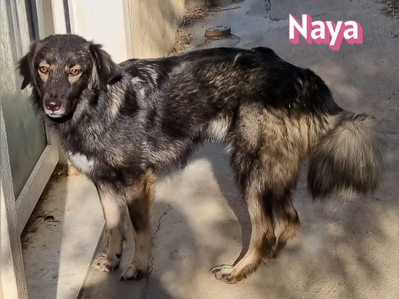 Naya, 11/24 - sportlicher Wuschel sucht Familie
