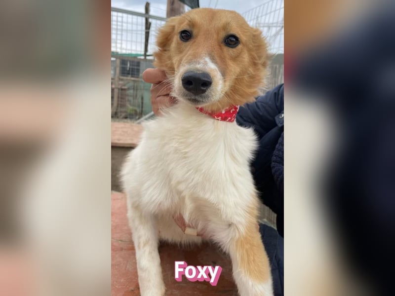 Foxy - verschmust, verspielt, anhänglich