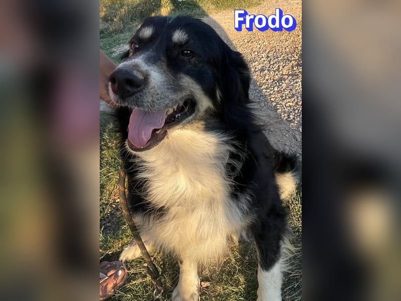 Frodo, 01/24 - Lebensfreude auf 4 Pfoten