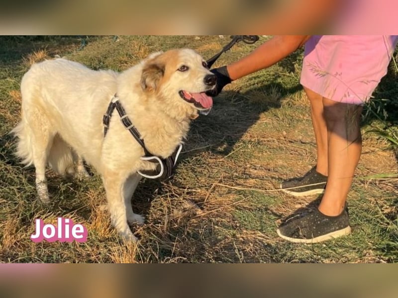 Jolie, 08/24 - ruhige Begleiterin sucht ihre Menschen