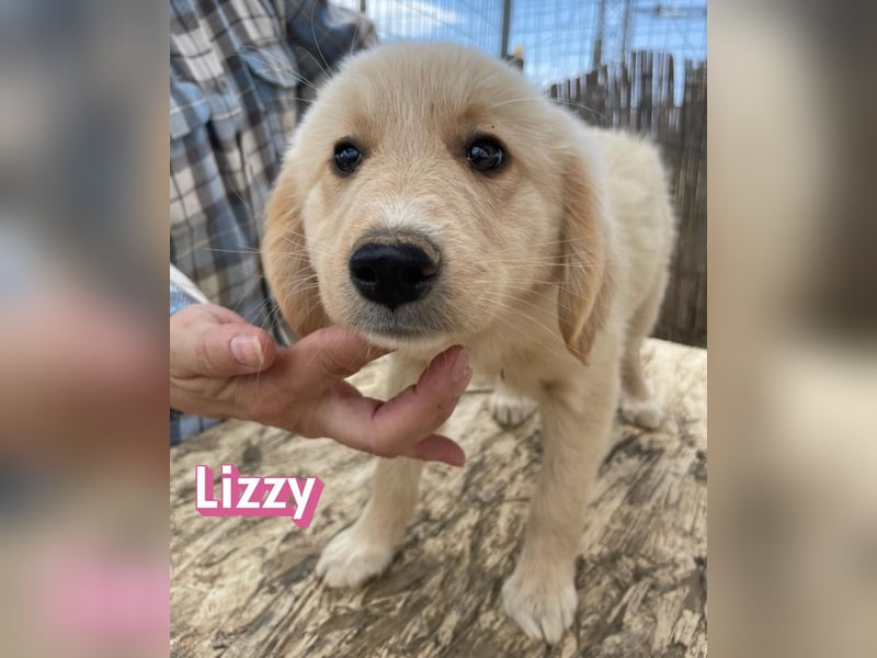 Lizzy, 02/26 - sucht eine schöne Kindheit