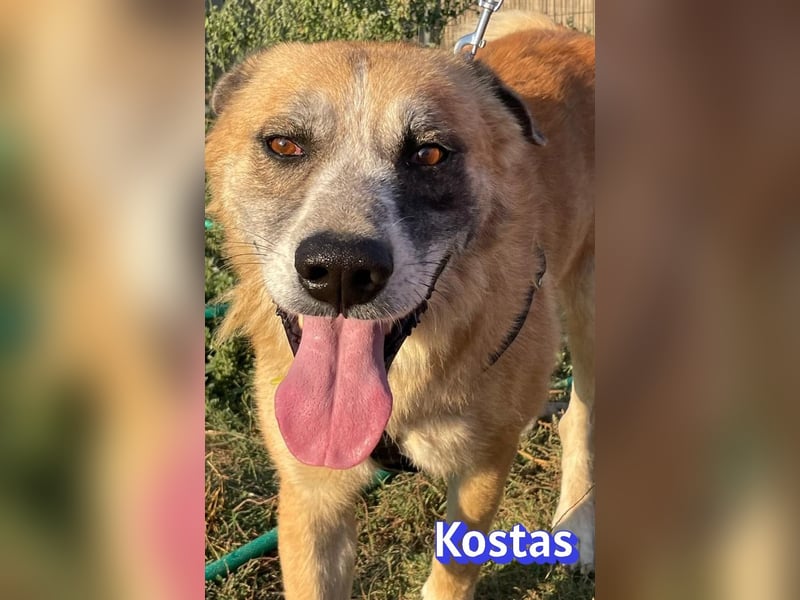 Kostas, 08/20 - ruhiger Rüde sucht Familie