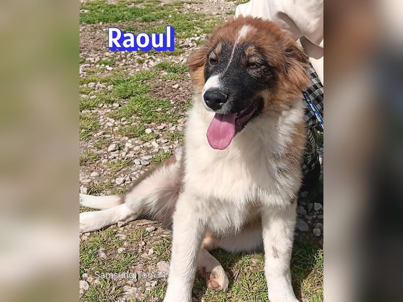 Raoul - verschmust, verspielt, anhänglich