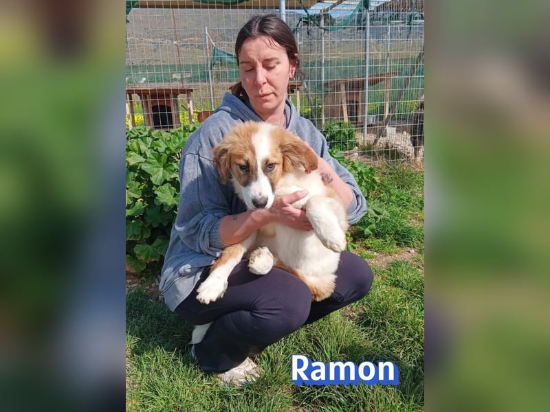 Ramon - verschmust, verspielt, anhänglich