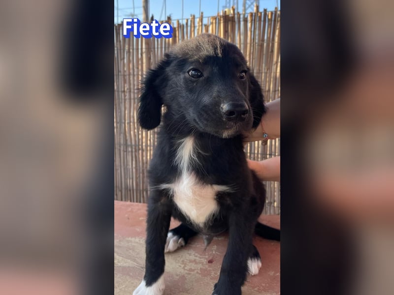 Fiete, 05/26 - süßer Wuschel sucht Familie