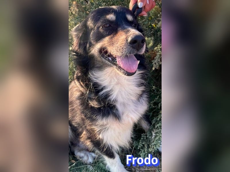 Frodo, 01/24 - Lebensfreude auf 4 Pfoten