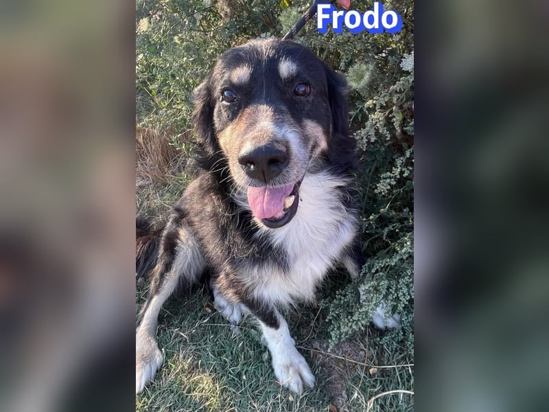 Frodo, 01/24 - Lebensfreude auf 4 Pfoten