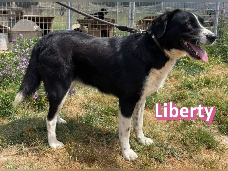 Liberty, 09/21 - treue Hündin sucht ihre Menschen