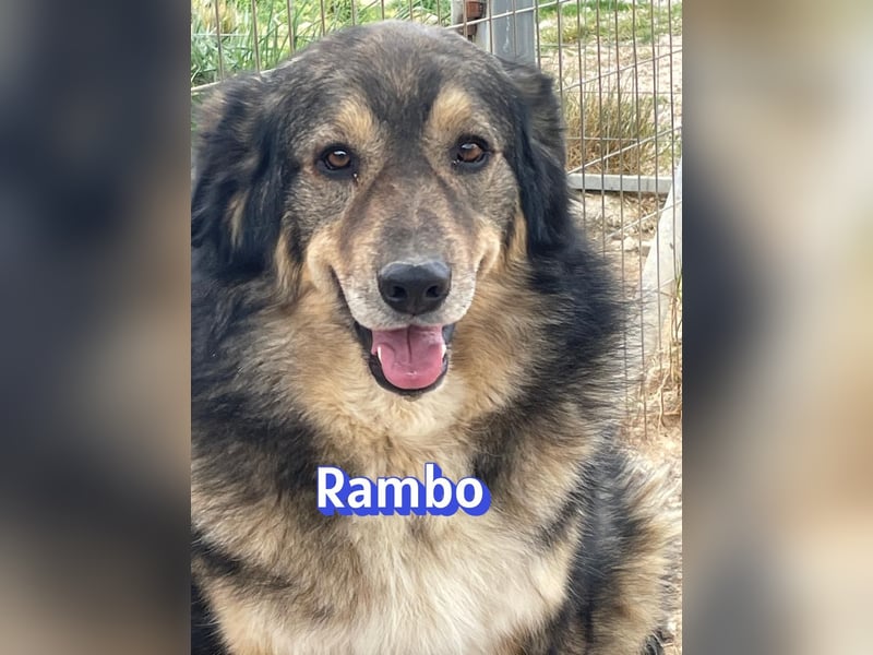 Rambo 01/22 - aktives Moppelchen sucht Diätpartner