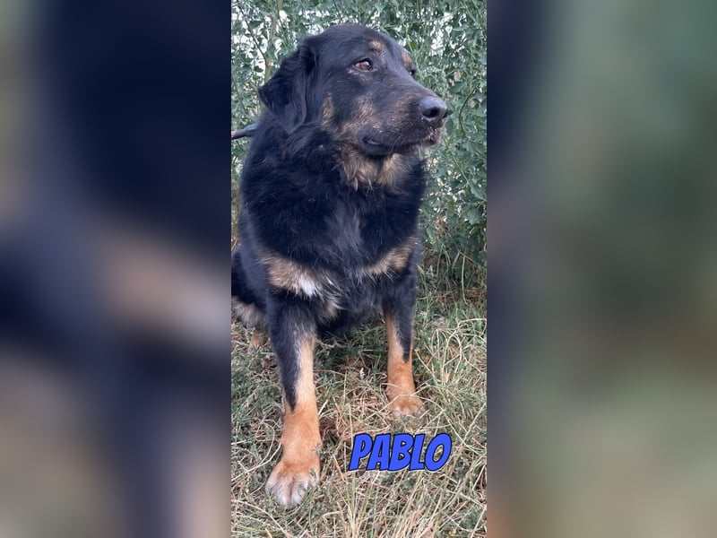 Pablo, 10/22 - ruhiger Rüde sucht Familie
