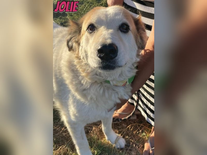 Jolie, 08/24 - süßes Mädel wartet auf ihre Menschen
