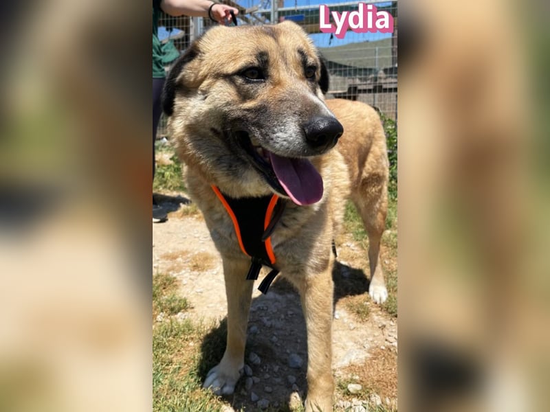 Lydia, 05/23 - gemütliche Schmusemaus sucht Familie