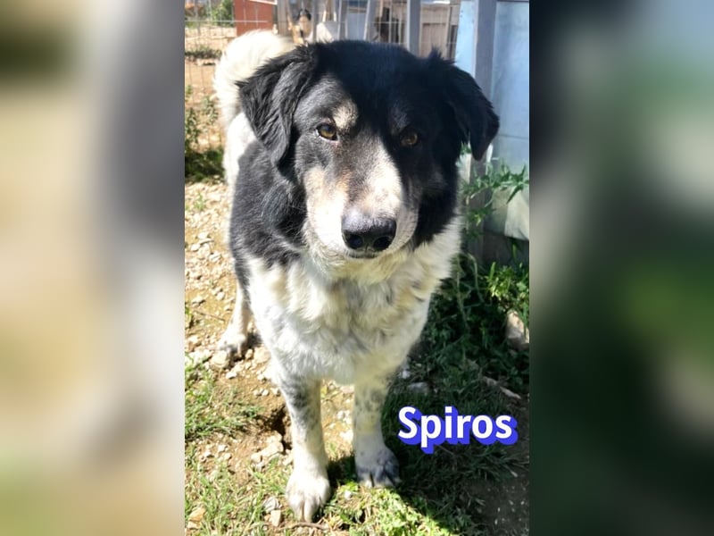 Spiros, 01/23 - wuscheliger, schlauer Gefährte sucht seine Menschen