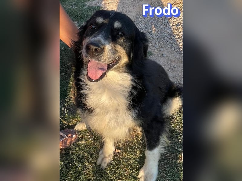 Frodo, 01/24 - Lebensfreude auf 4 Pfoten