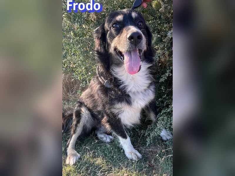 Frodo, 01/24 - Lebensfreude auf 4 Pfoten