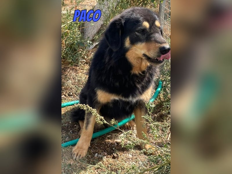 Paco, 10/22 - hübscher Rüde sucht 2te Chance