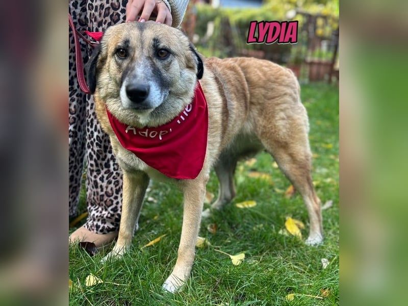 Lydia, 05/23 - tolle Familienhündin wartet in 64756 Mossautal