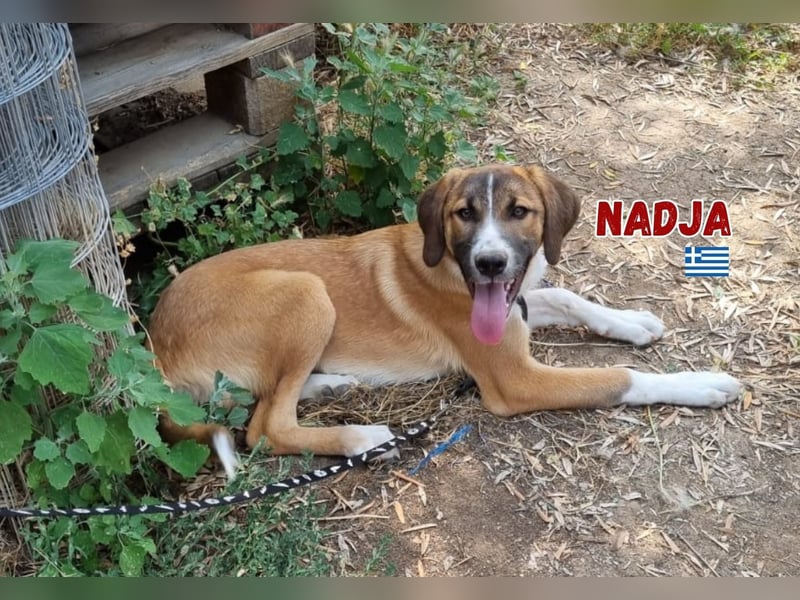 Nadja - aufgeweckt und freundlich