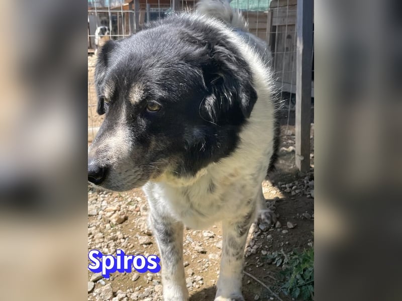 Spiros, 01/23 - wuscheliger, schlauer Gefährte sucht seine Menschen