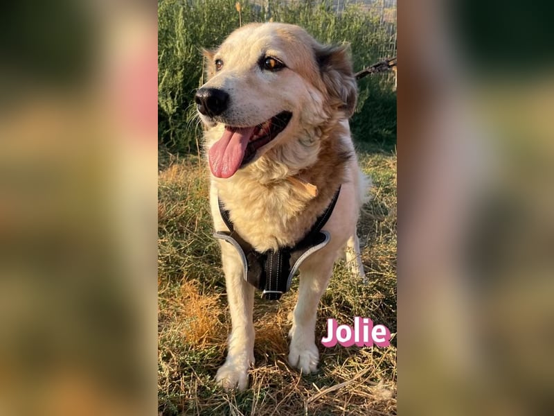 Jolie, 08/24 - ruhige Begleiterin sucht ihre Menschen