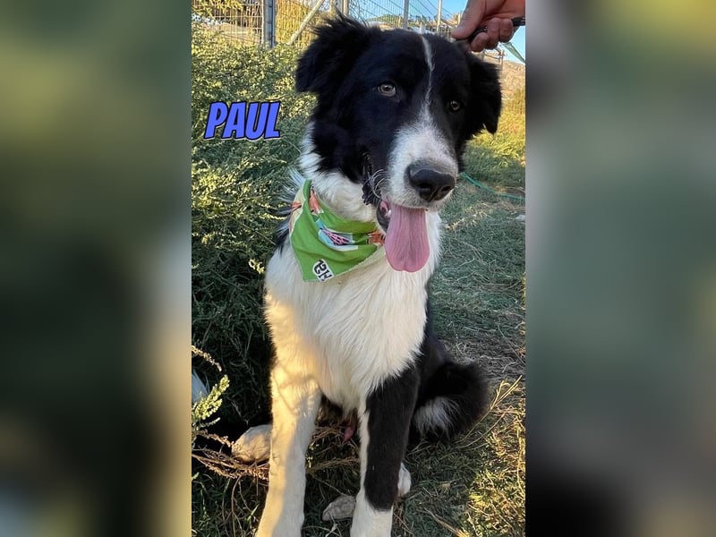 Paul, 10/25 - süßer Plüscher sucht Familie