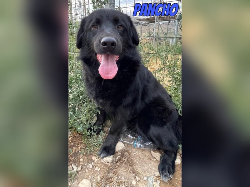 Pancho, 10/22 - schwarzes Bärchen sucht Familie