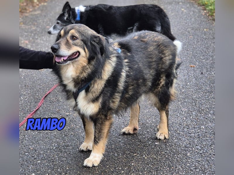 Rambo, 04/22 - ruhiges Bärchen wartet in 91413 Unternesselbach